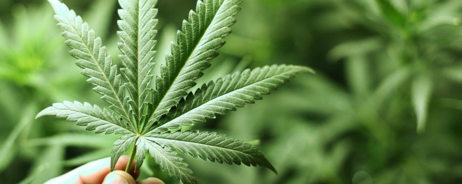 Use of Marijuana Leaf reduces the chance of getting insurance